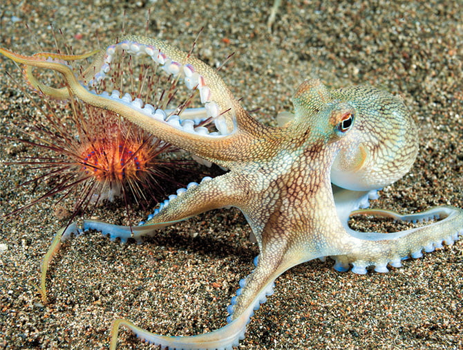 Otto, a Giant Pacific Octopus, is just one of the spooky creatures you will  see at SeaWorld's Halloween Spookt…