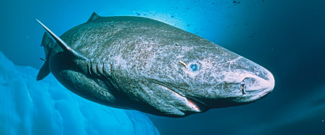 Image of a shark swimming underwater