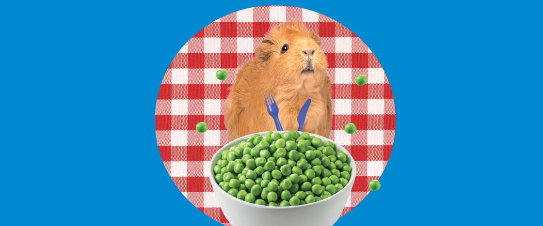 Image of a guinea pig sitting in front of a bowl of peas