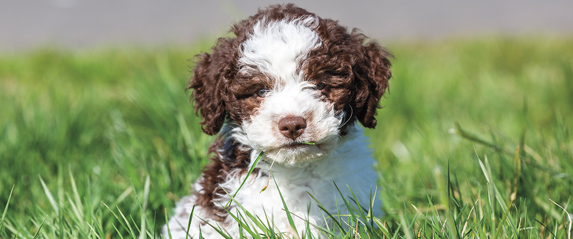 Image of a brown and white puppy sitting in grass