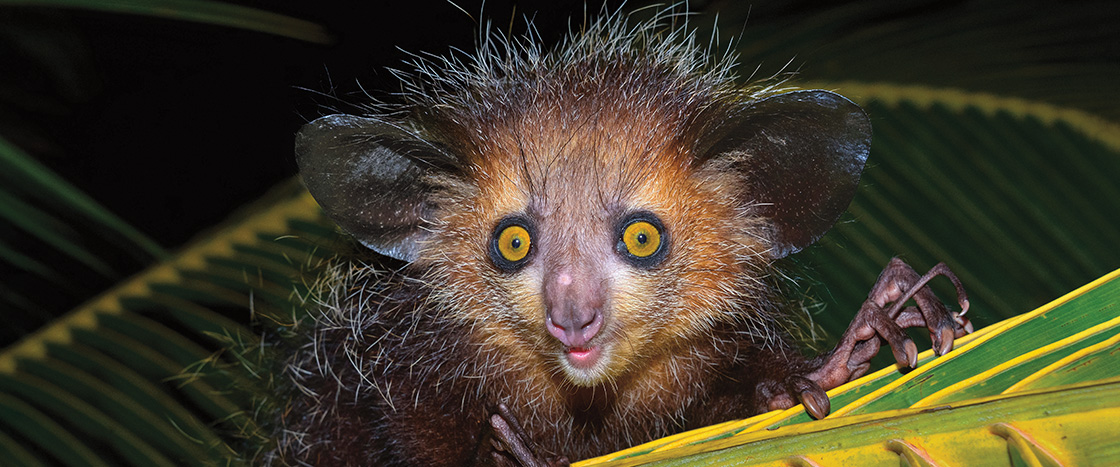 Image of a lemur with bright orange eyes