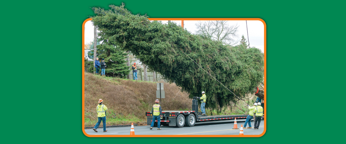 Image of a large tree being transported