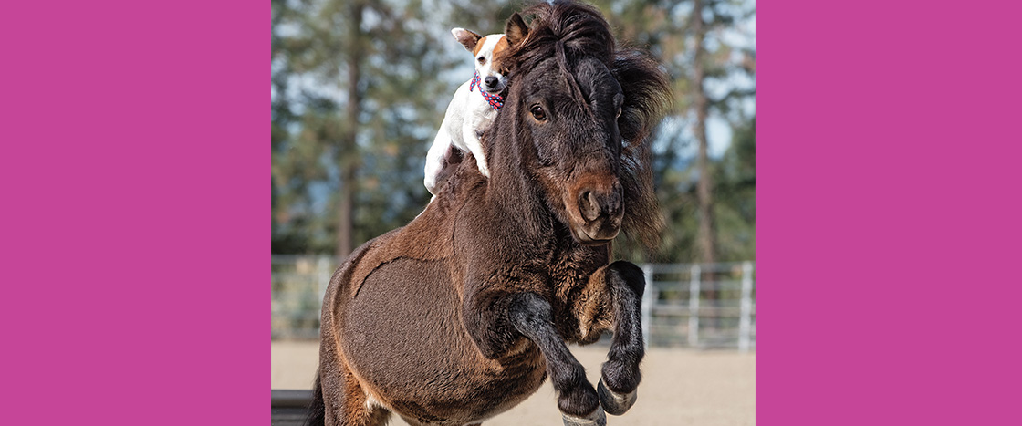 Image of a dog riding a horse