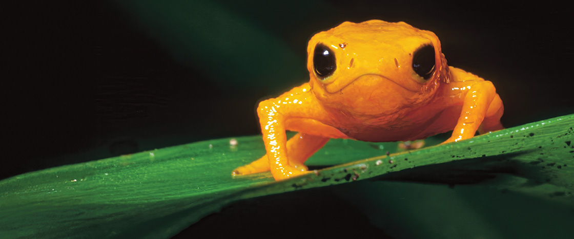 Image of a tiny orange frog on a leaf