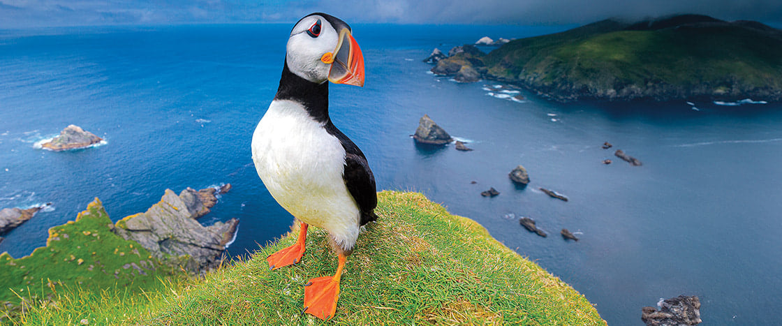 Image of puffin on cliffside