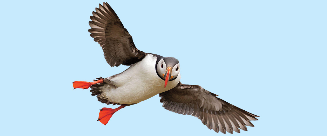 Image of a puffin flying