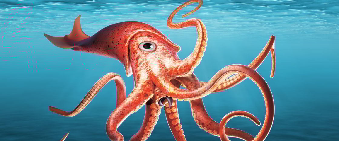 A red octopus with eight tentacles swimming underwater in blue ocean water