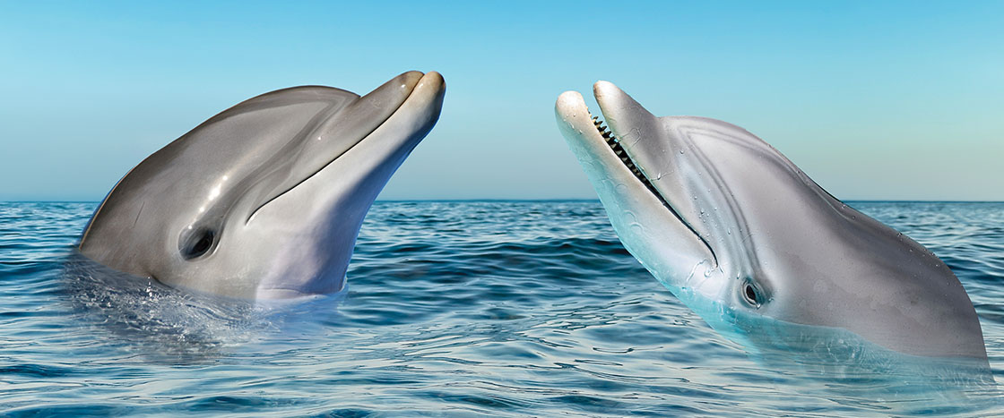 Two dolphins with their heads above water, appearing to interact with each other